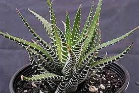 However, though safe, no parts of the plant should be consumed. Zebra Haworthia Aspca