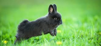 5 Choses A Savoir Avant D Adopter Un Lapin Nain
