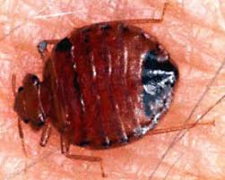 Griffin pest management and their subcontractor, your way fumigation inc., provided an outstanding tent fumigation work for my house. Bed Bug Infestations On The Rise In Southwest Michigan Experts Say Best Cure Is Prevention Mlive Com