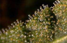 Make Your Buds Sparkle With More Trichomes Grow Weed Easy