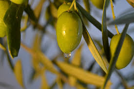 The Best Olive Oil In The World Study Spanish Academia Cile