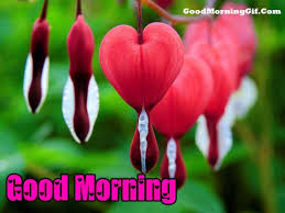 good morning photo के लिए इमेज परिणाम
