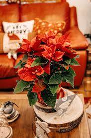 In This Articlebest Growing Conditions For Your Poinsettia Plant Caring For Your Poinsettia Plantre Blooming Your Poinsettia Plant Christmas Plants Poinsettia