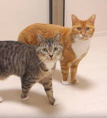 お腹空いたにゃー かわいい鳴き声でゴハンを催促する猫たち ねこのきもちweb magazine 猫 ねこ かわいい
