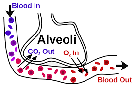 In contrast, in avians, the formation of the bgb occurs rapidly and prior to hatching. Blood Air Barrier Wikipedia