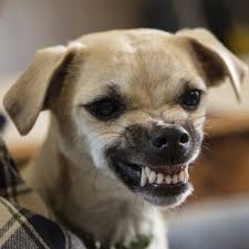 We did not find results for: Animal Bites Babycenter