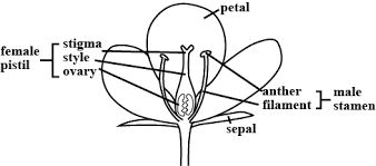 4 examine the flower for a pistil,. Draw The Male Part And The Female Part Of A Flower And Label The Part
