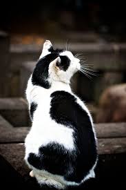 Beautiful Black And White Spotted Cat Furry Purry Friends Image By Anne Vis In 2020 Cat Love Pretty Cats Happy Cat