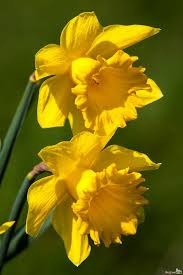 Daffodils Spring Is Coming Daffodils Yellow Daffodils Yellow Flowers