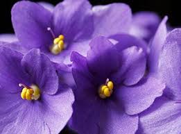 Whatever month you were born in there are flowers for your month. Birth Flowers By Month What Is My Birth Flower 1800flowers