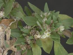 Image result for Guilleminea densa