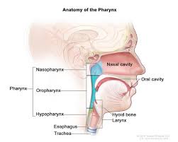 Sometime professor of anatomy at the royal college of surgeons in ireland; Definition Of Throat Nci Dictionary Of Cancer Terms National Cancer Institute