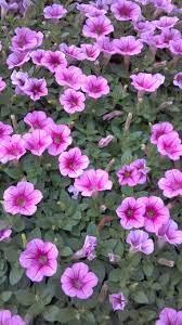 Petunia Surfinia Patio Pink Coral Pink Bountiful Plants Petunias Plants Flowers Nature