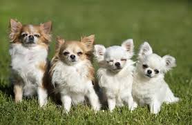 Hier findest du alles, was du über sie wissen musst: Chihuahua Welpen Welpenknigge De