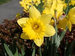 The flowers were fresh and just gorgeous. Olympus Tg 6 Review The Best Waterproof Camera On The Market Digital Photography Review