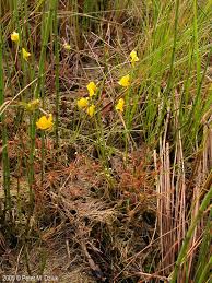 Image result for Utricularia benjaminiana