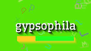 How To Say Gypsophila High Quality Voices Youtube