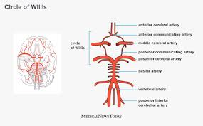 The right and left upper and lower limbs create a flow chart showing the major systemic veins through which blood travels… Circle Of Willis Anatomy Function And What To Know
