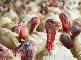 It is the h5n1 strain which is infecting humans and causing high death rates. Usda Confirms Bird Flu In South Carolina 2020 04 09 Agri Pulse Communications Inc