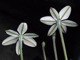 Milla Biflora Ficha Informativa