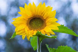 Free Image On Pixabay Sunflower Flower Summer Yellow Flowers Sunflower Sunflower Flower
