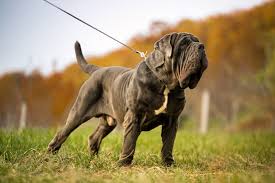 Neapolitan Mastiff Dog Breed Information