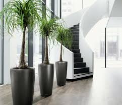 Belles Plantes D Interieur De Remplir Le Role De La Decoration Zimmerpflanzen Schone Zimmerpflanzen Zimmerpflanzen Ideen