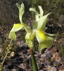 Image result for Moraea natalensis