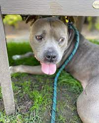 MOOSHIE! This adorable blue pocket Pittie is darling and on the shy side,  but just melts when you give him affection. Foster or adopt this shorty  from @lbanimalcare and transform his life!