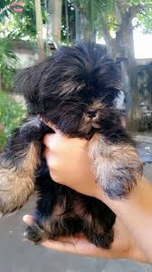 Shih tzu are small, lovable dogs who are members of the toy group.1 x trustworthy source american kennel club the american kennel club (akc) is a purebred dog pedigree registry in the united states. Facebook