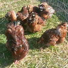 Photos and breed information for orpington chickens, originally created in 1886 by william cook in the villiage of orpington in kent. Jubilee Orpington Chickens Purely Poultry