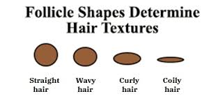 Hair follicles also anchor hair to your skin. The Structure Of The Hair Chic Girl Online