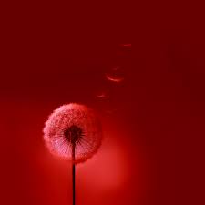 Best Hd Finest Wallpapers Galaxy S3 Hd Widescreen Wallpapers Samsung Galaxy Wallpaper Dandelion Wallpaper Samsung Wallpaper
