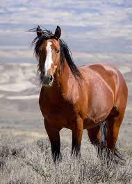 Wild Mustang Stallion Eagle 5x7 Mini Canvas Print With Easel Etsy In 2021 Horses Wild Mustangs Wild Horses