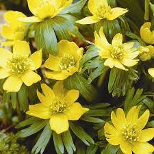 Pin On Garden Delights