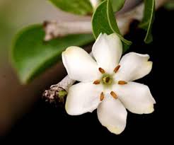 Image result for Catunaregam stenocarpa