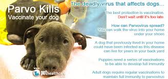 Maybe you would like to learn more about one of these? What Is Dog Parvo Katgriep Catflu Parvo Is A Type Of Virus That Mainly Spreads Through Infected Poo It Can Survive For Up To 6 Months On Clothing Food Bowls And Cage