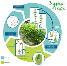 We did not find results for: Bryophyte Life Cycle Learning About Biodiversity