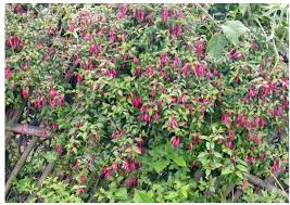 Image result for Dissotis melleri