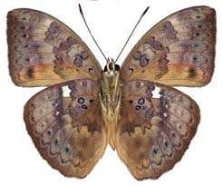 Image result for Hypselodelphys scandens