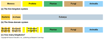 Phylogeny And Systematics
