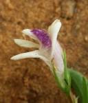 Image result for Megalochlamys hamata