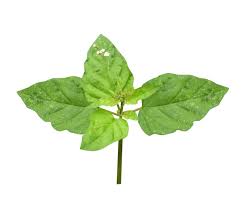 Image result for Boerhavia erecta