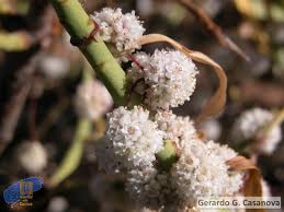 Image result for Cuscuta approximata