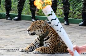 Los jaguares también se alimentan de venados, pecaríes, capibaras, tapires y otros animales terrestres, y para capturarlos, prefieren emboscarse por la noche. Rio 2016 Jaguar In Amazon Torch Relay Shot Dead Bbc News