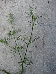 Image result for Apium leptophyllum