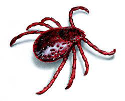 Ticks are external parasites, living by feeding on the blood of mammals, birds, and sometimes reptiles and amphibians. Woodstock Tick Control Services Tick Control Prevention
