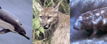 Florida panther is an endangered species with estimates of fewer than 100 still existing in the wild. List Of Mammals Of Florida Wikipedia