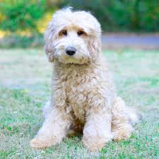 A downloadable game for windows. Skyedoodles Australian Labradoodles