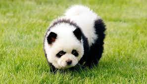 Maybe you would like to learn more about one of these? 13 Dogs That Look Like Pandas Pictures And Breed Info